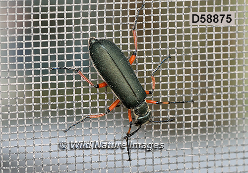 Lytta sayi (Meloidae, Coleoptera)
